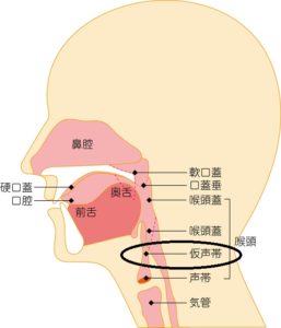 神ひろしの『「声帯閉鎖」に使用する「仮声帯」』とは? – 神ひろし 公式サイト
